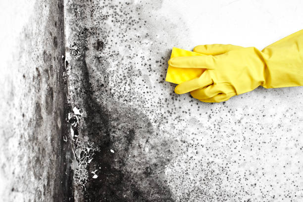 Professional Mold Remediation in Ashland, WI