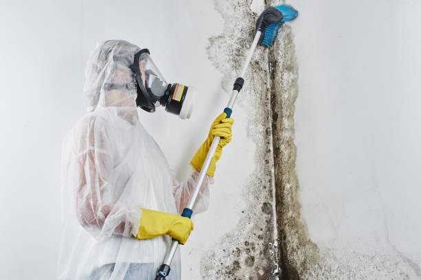 Best Residential Mold Remediation in Ashland, WI