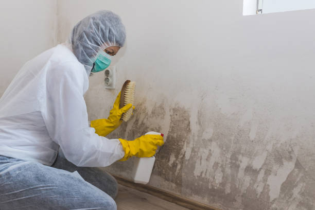 Best Insurance-Related Mold Remediation in Ashland, WI