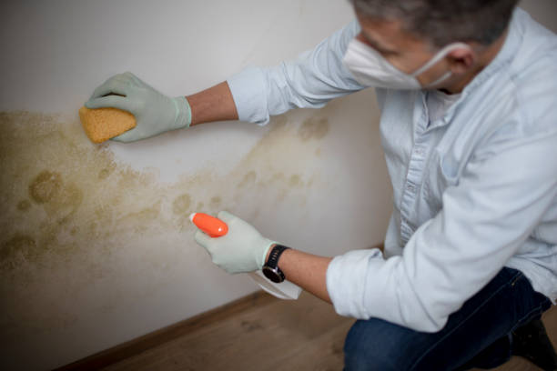 Best Basement Mold Remediation in Ashland, WI