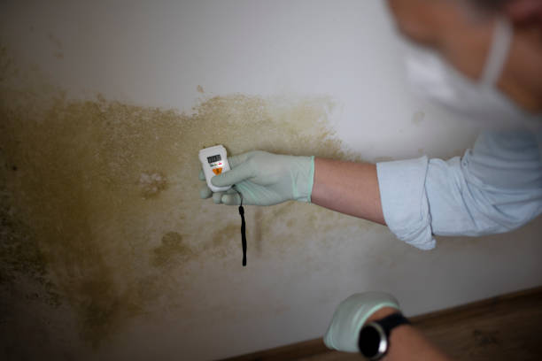 Best Commercial Mold Remediation in Ashland, WI