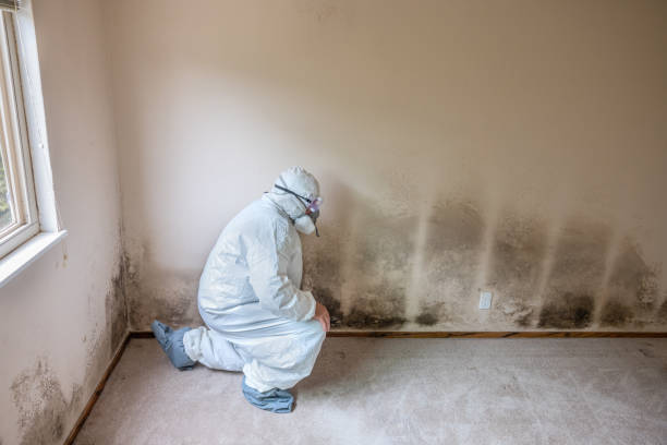 Best HVAC Mold Remediation in Ashland, WI