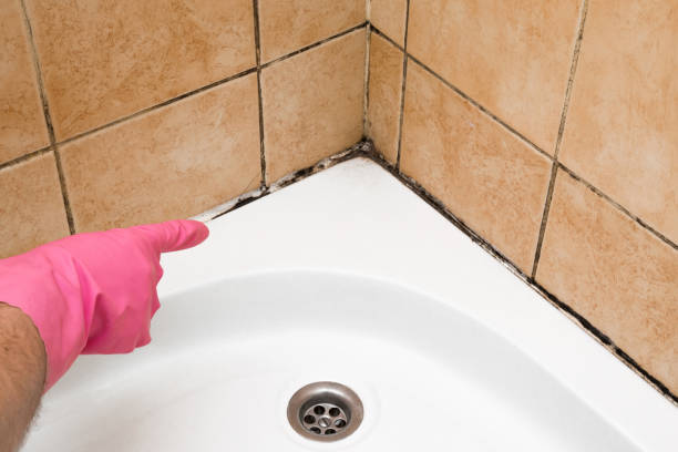 Best Kitchen Mold Remediation in Ashland, WI