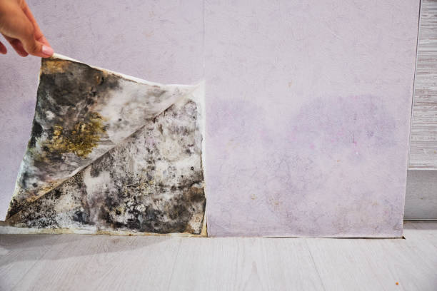 Best Commercial Mold Remediation in Ashland, WI